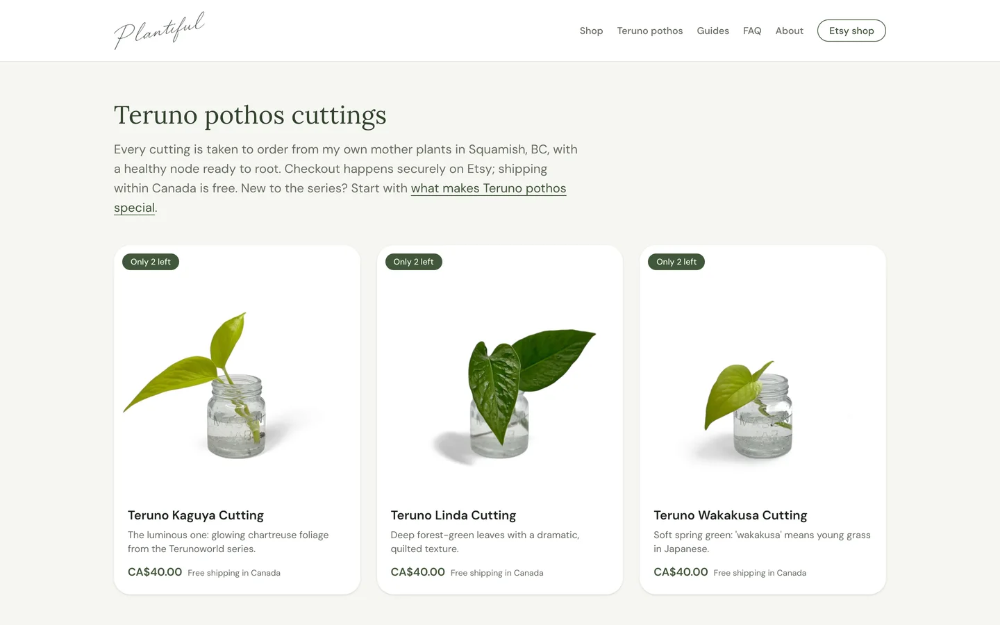 Plantiful shop page on desktop showing the catalogue of Teruno pothos cuttings with live stock